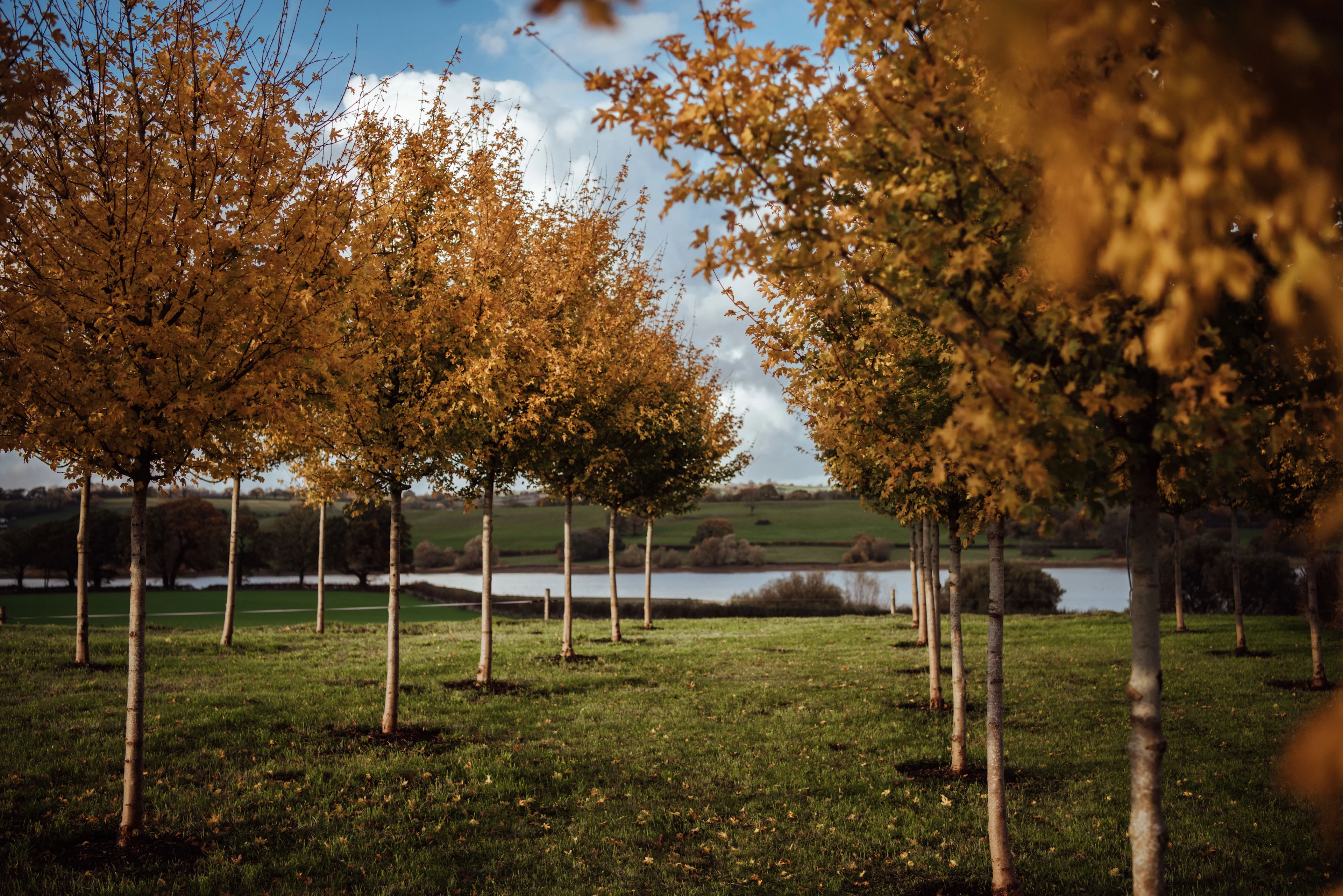 Autumn Trees