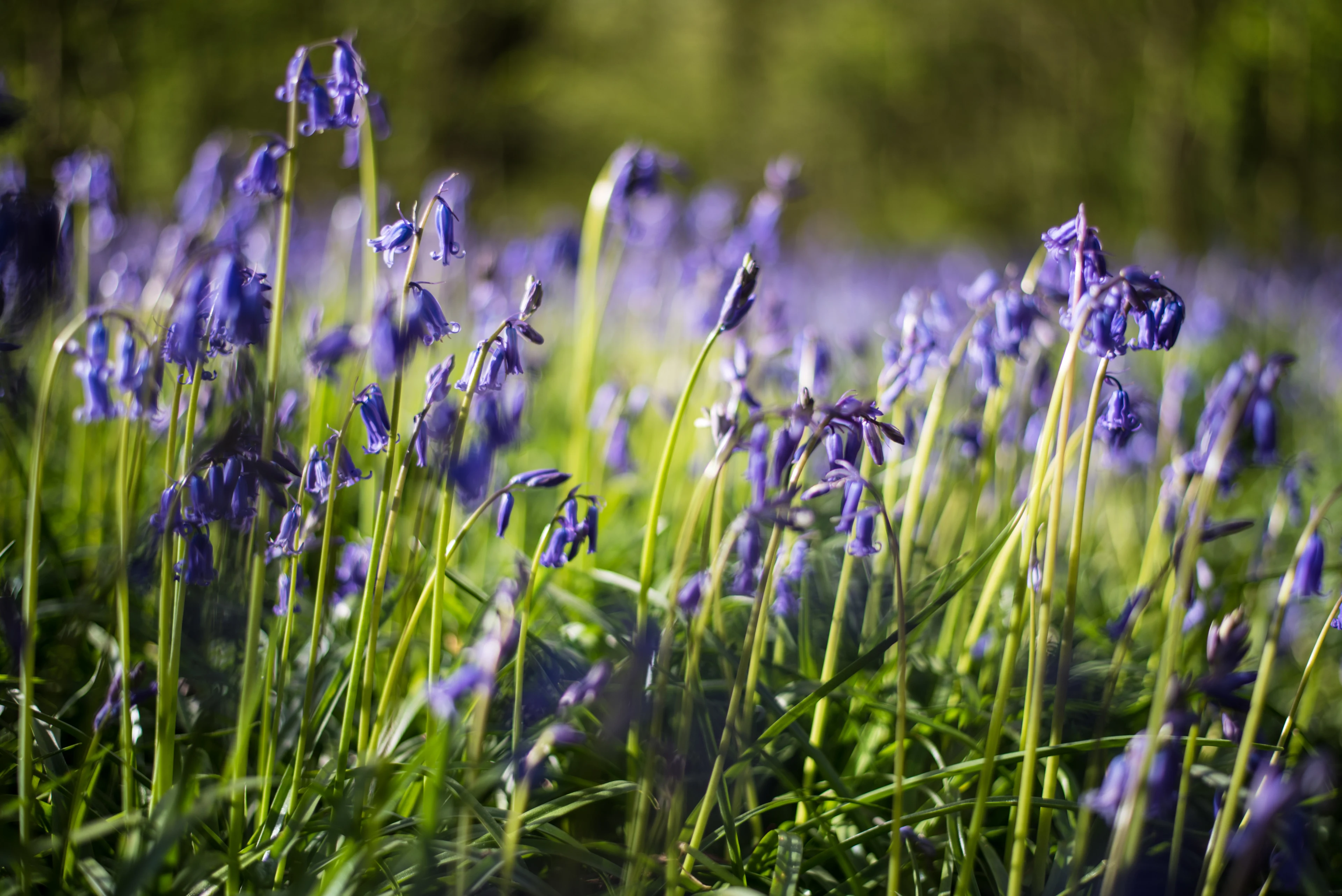 blog-photo-Get the Spring Party Started!-bluebells