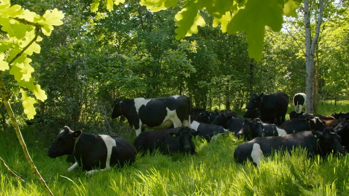 blog - regenerative-and-organic-whats-the-difference - cows at hazel ,manor agroforestry regenerative