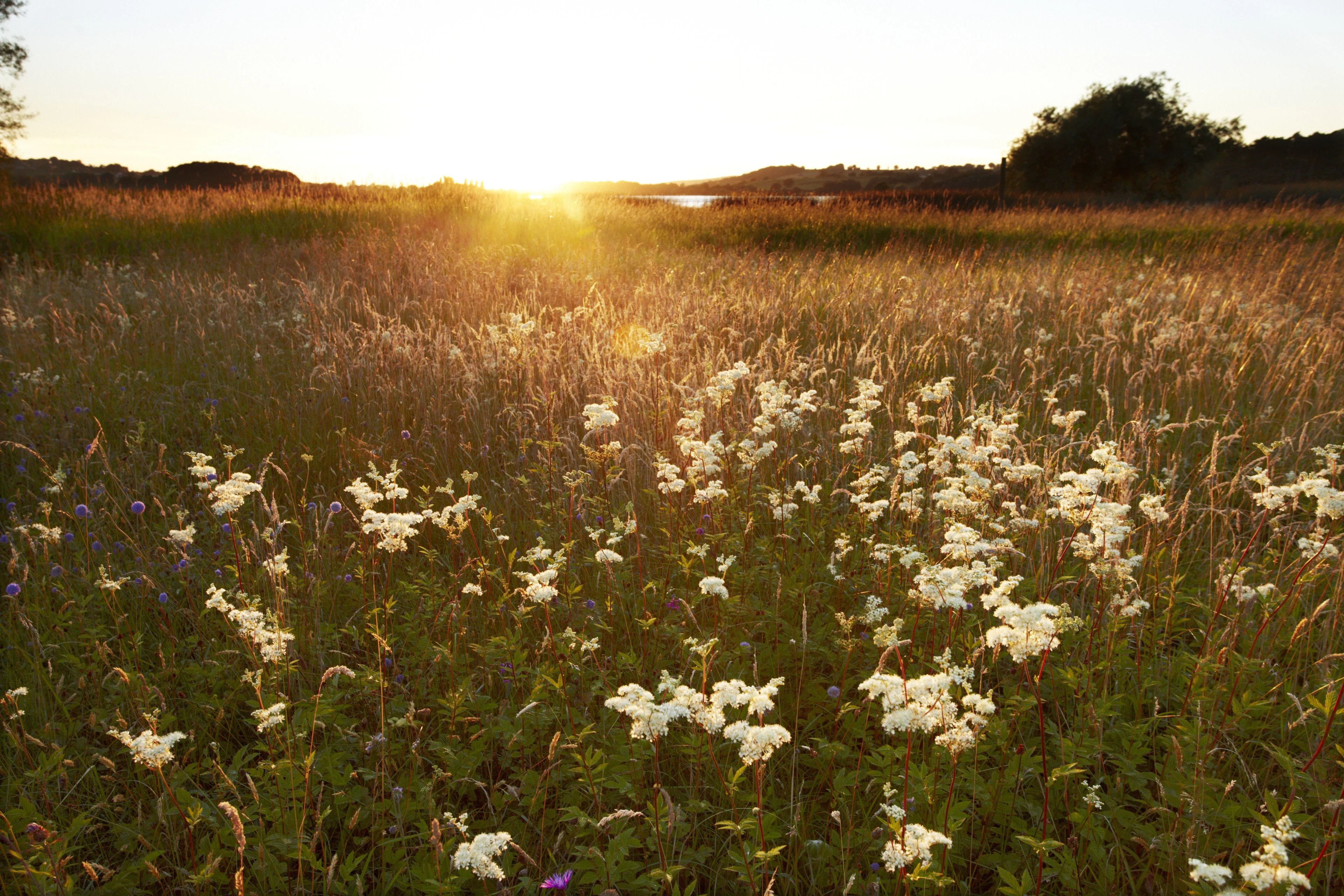 Blog - Into The Valley - Hip, Hip Hooray! It's Somerset Day