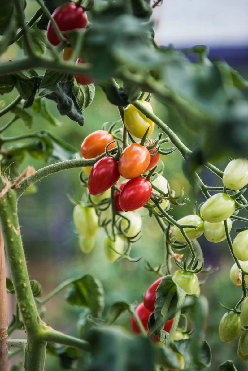 Blog - allotments-for-beginners - tips and tricks - tomatoes