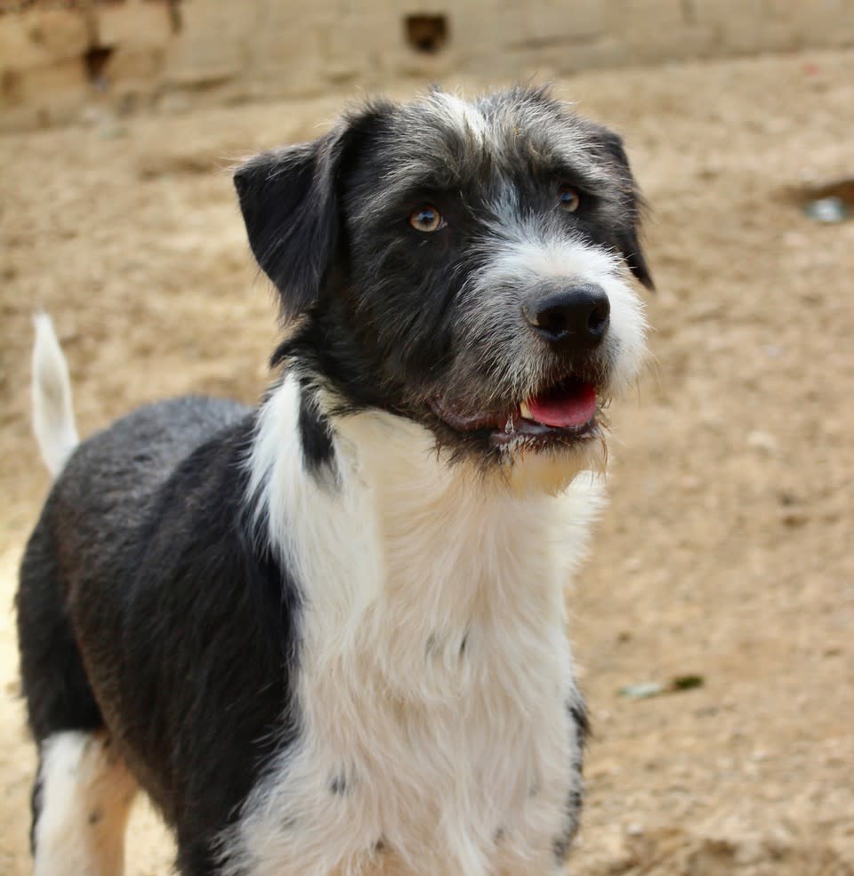 Oliver - YM2472PL Oliver - YM2472PL