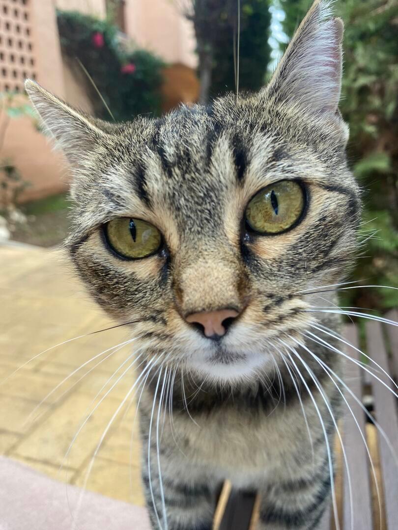 Kisu - YF2496 Kisu - YF2496