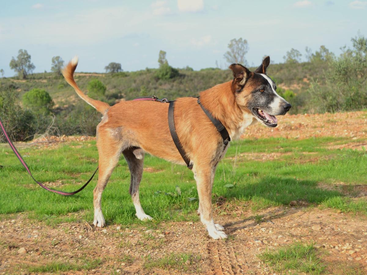 Coyote - AM25135LC Coyote - AM25135LC