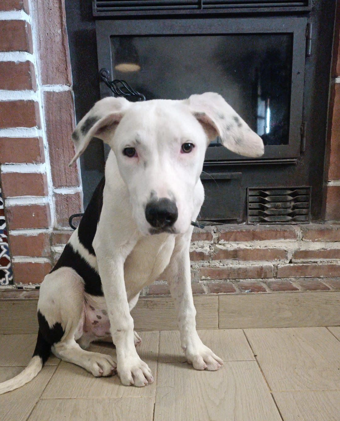 Bambino - PM2492 Bambino - PM2492