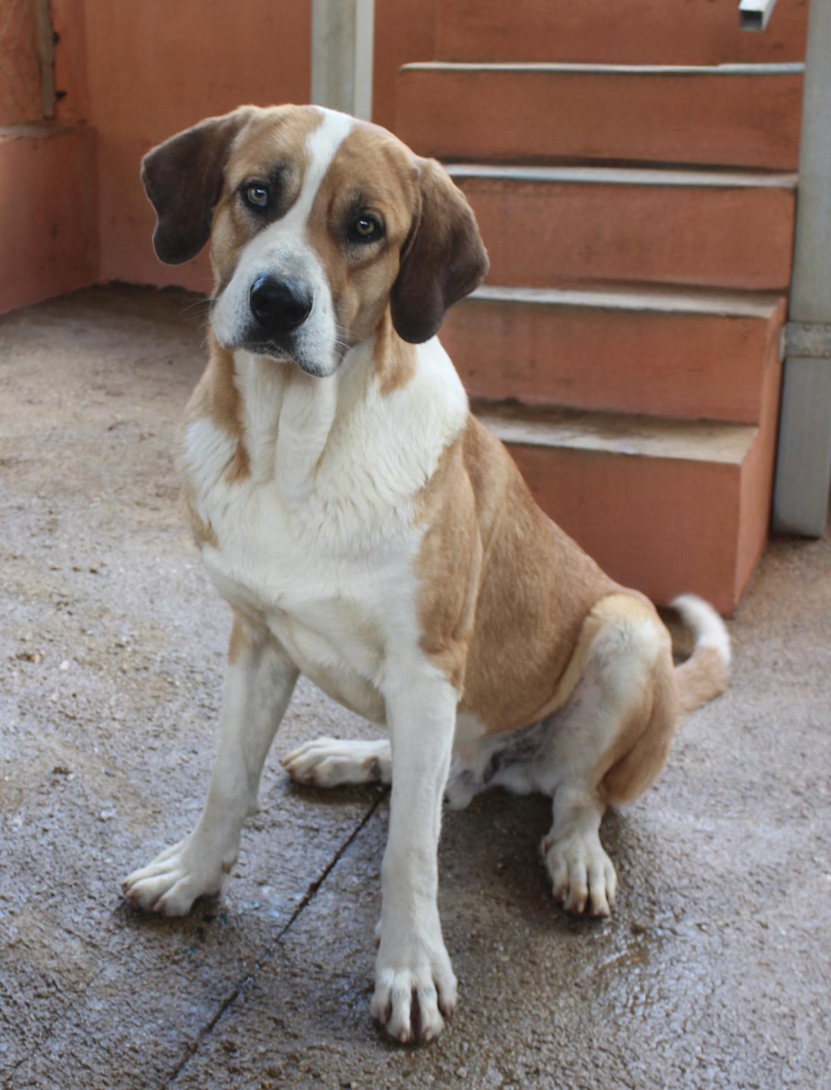 Abraham - AM25152AD Abraham - AM25152AD