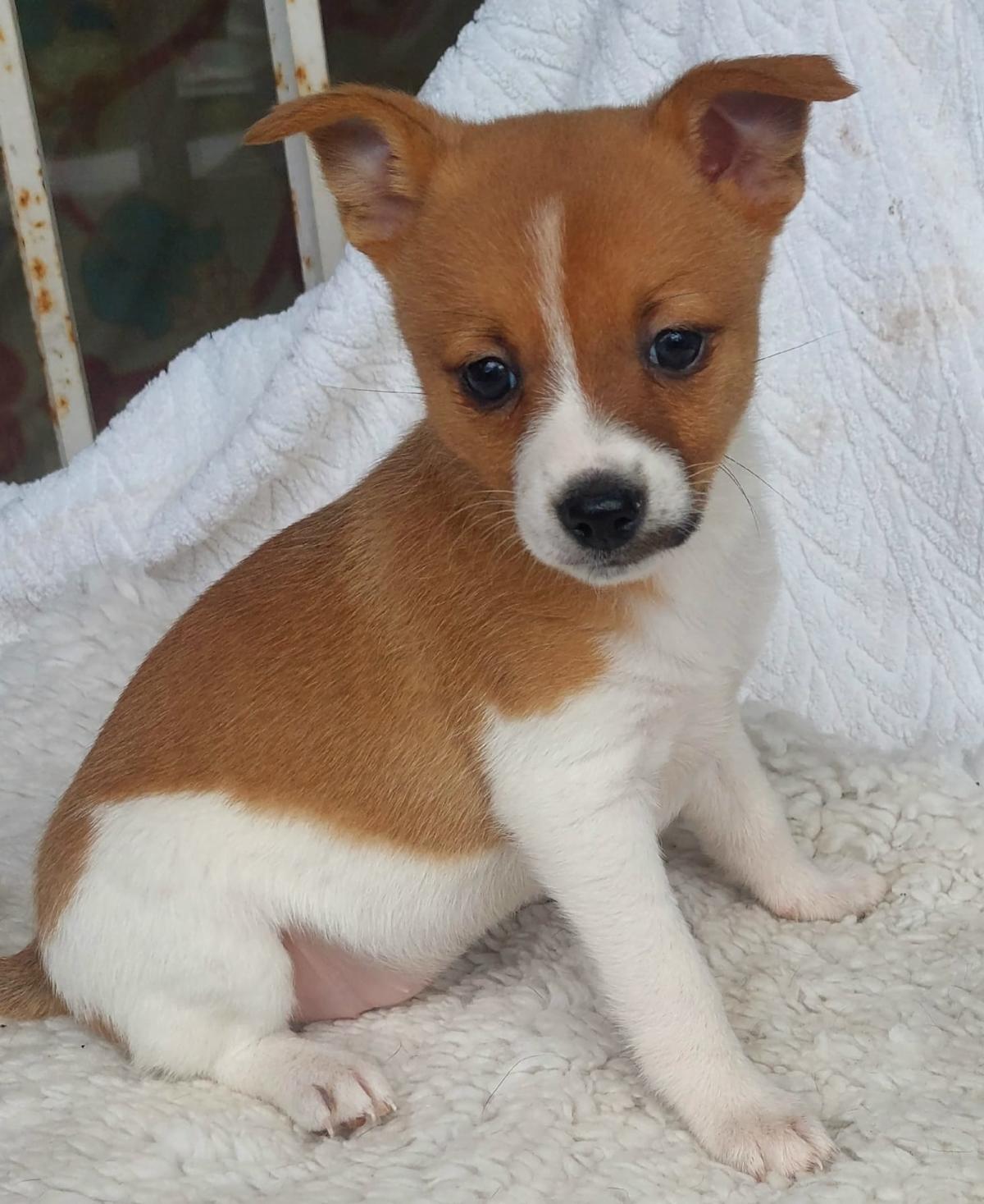 Spice - PF247A Spice - PF247A