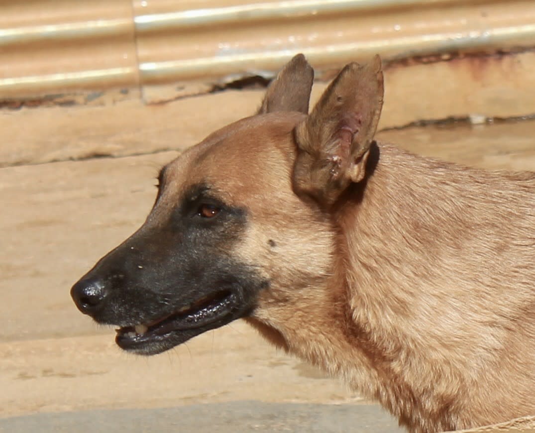 Rex - AM25202PL Rex - AM25202PL