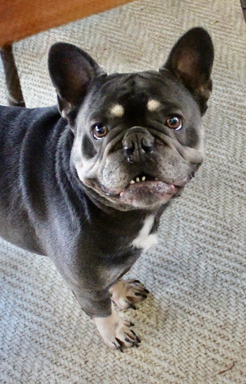 Bingo - AM25221ML Bingo - AM25221ML