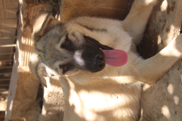 Chester  - YM24107PL