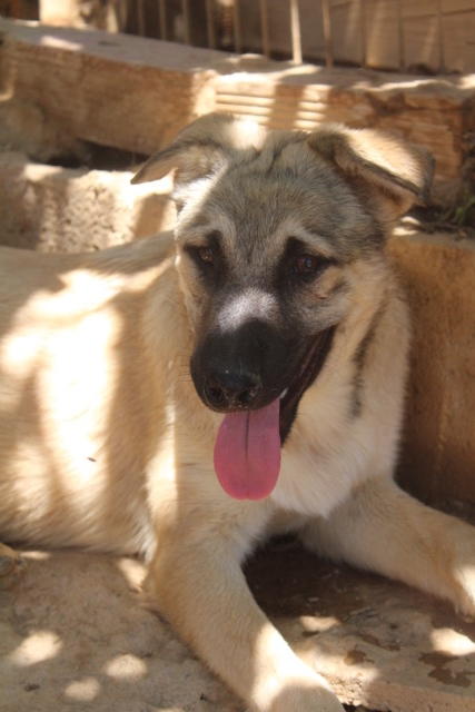 Chester - YM24107PL Chester - YM24107PL