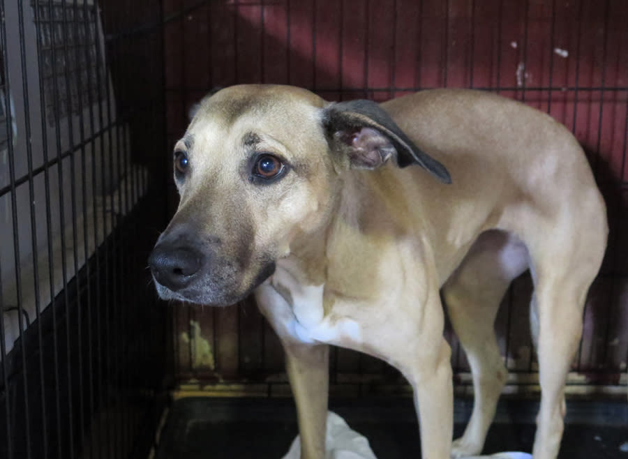 Cherry - AF25238LB Cherry - AF25238LB