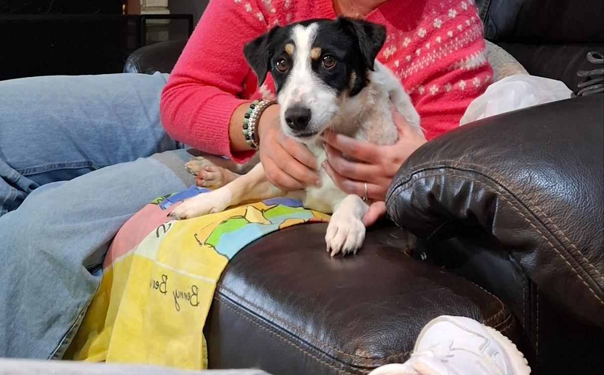 Pancho  - AM25156 Pancho  - AM25156