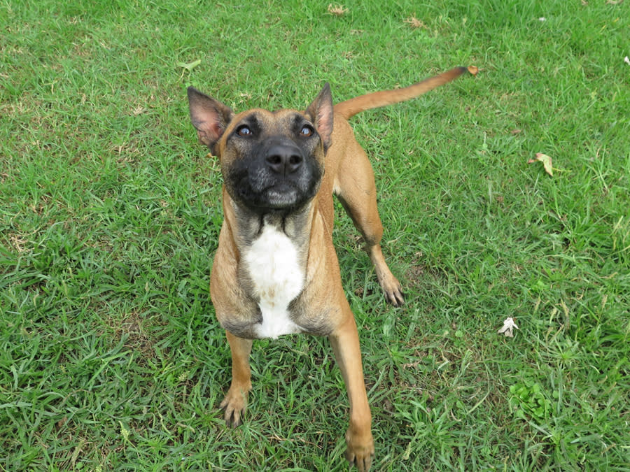 Alasca - YF25236LB Alasca - YF25236LB