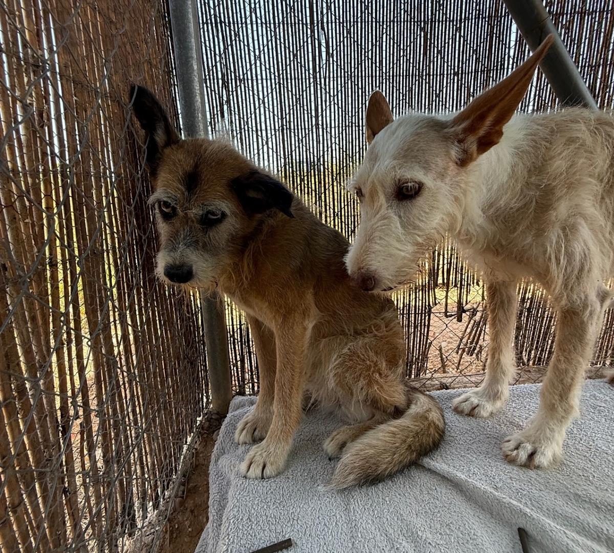 Olive - AF25206 Olive - AF25206