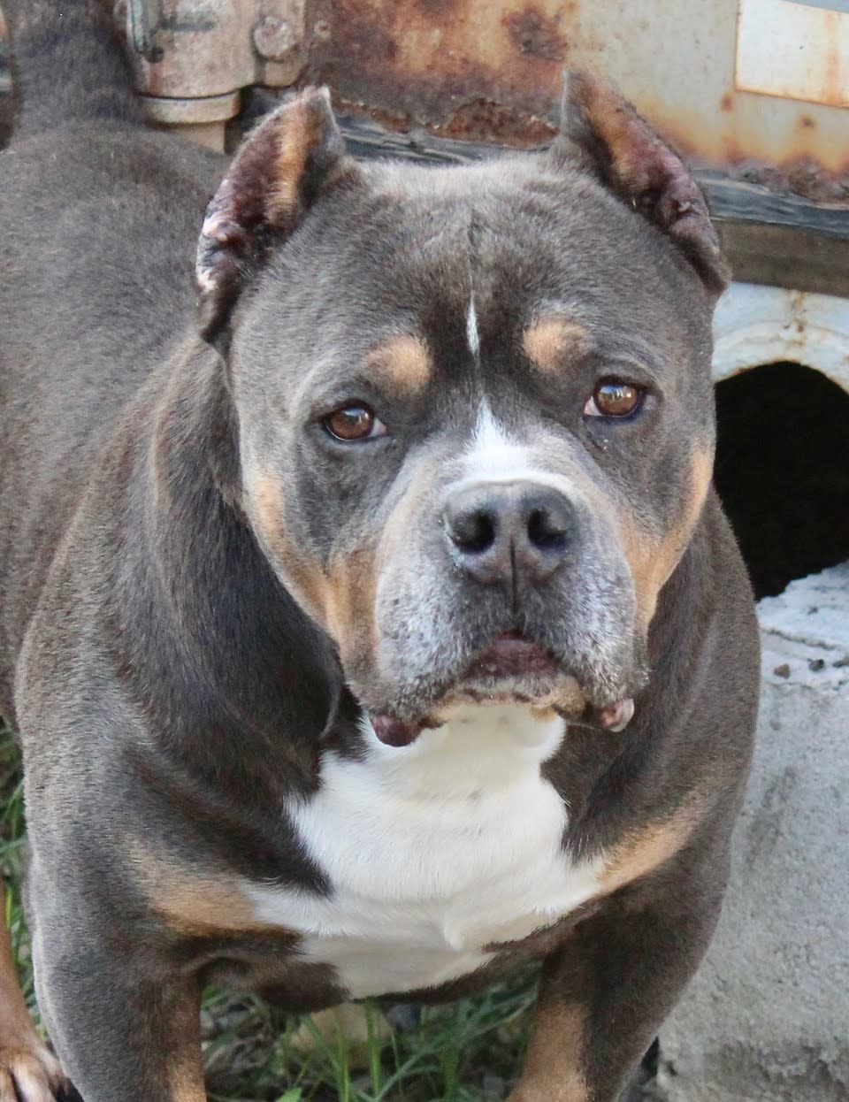 CocoML - AM2522ML CocoML - AM2522ML