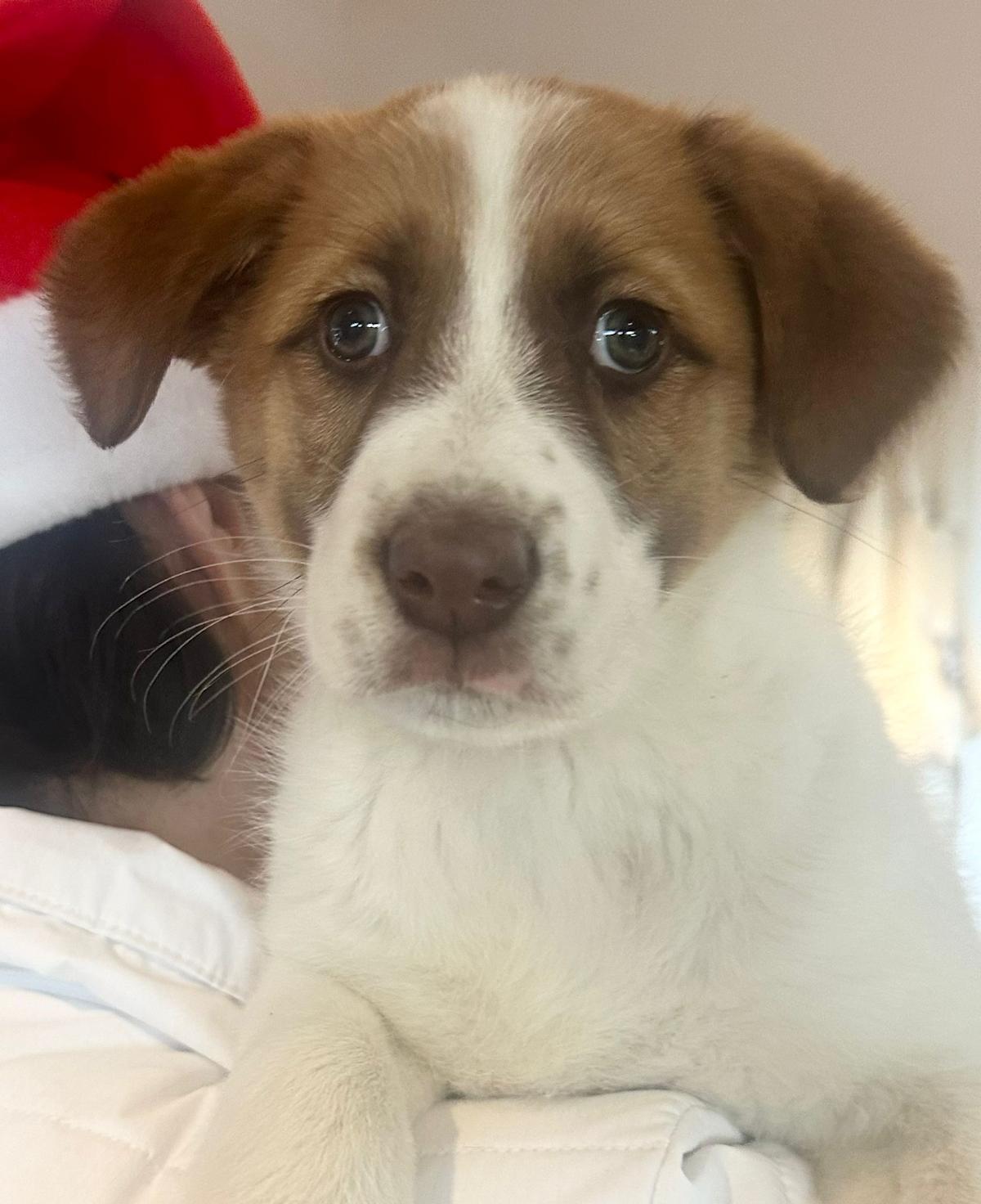 Snowy - PF24109 Snowy - PF24109