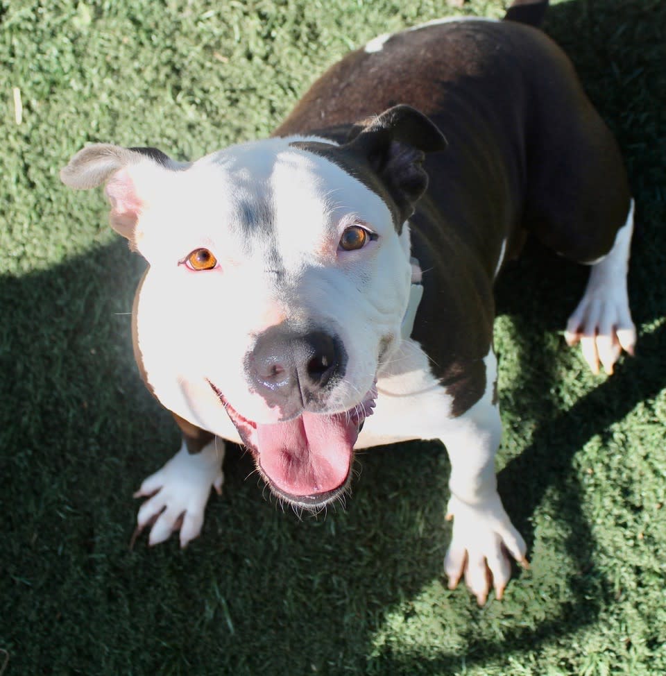 Vaquita - AF25218ML Vaquita - AF25218ML