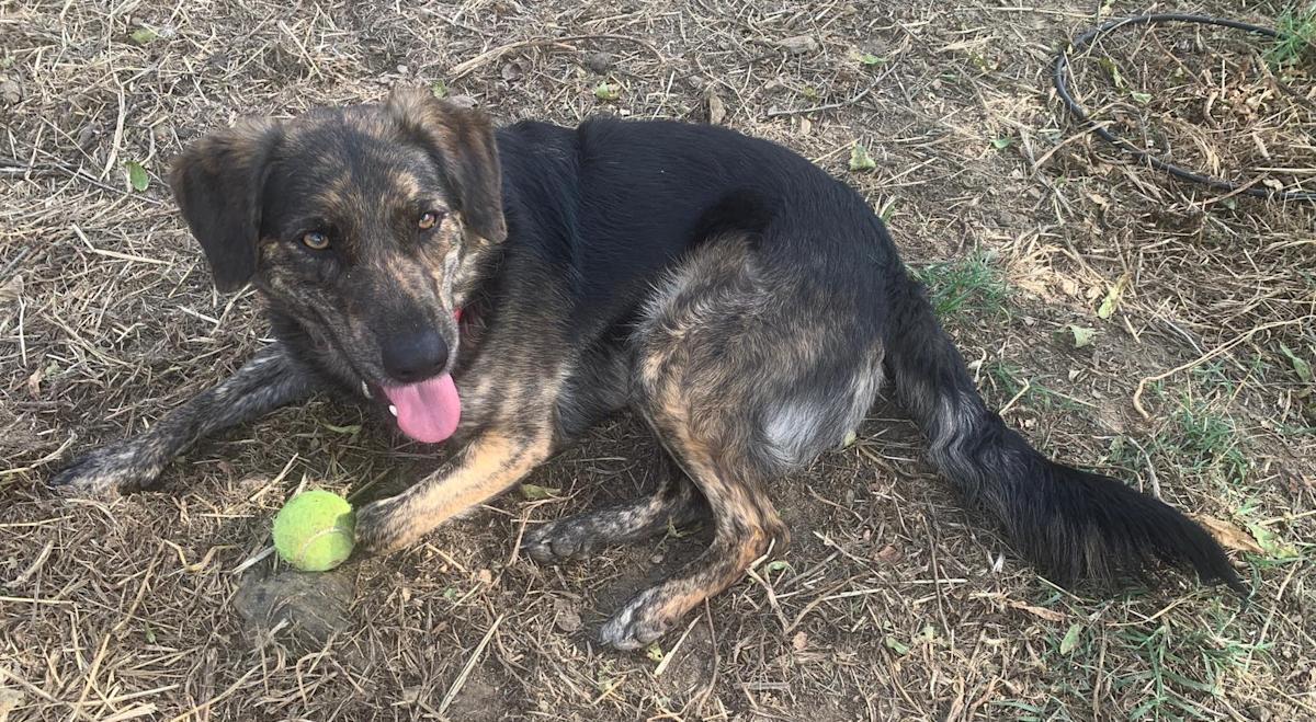 Pipo  - YM2446FC Pipo  - YM2446FC