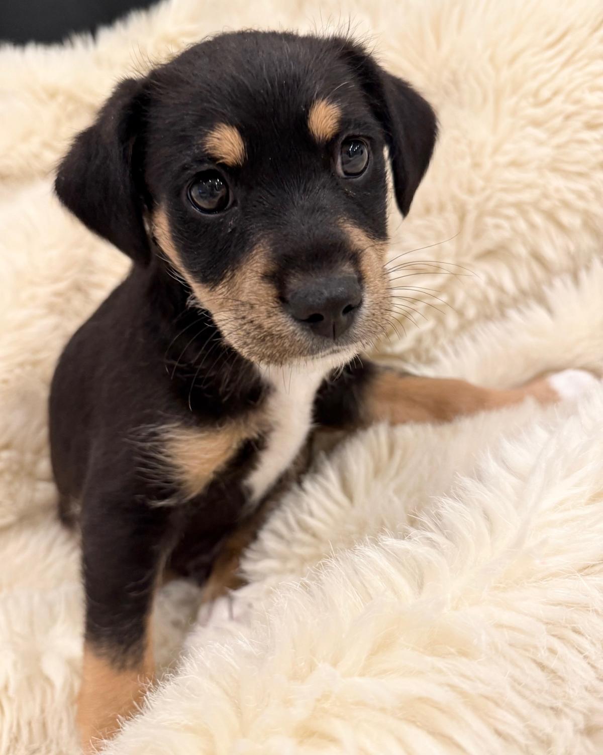 Ted - PM26271 Ted - PM26271