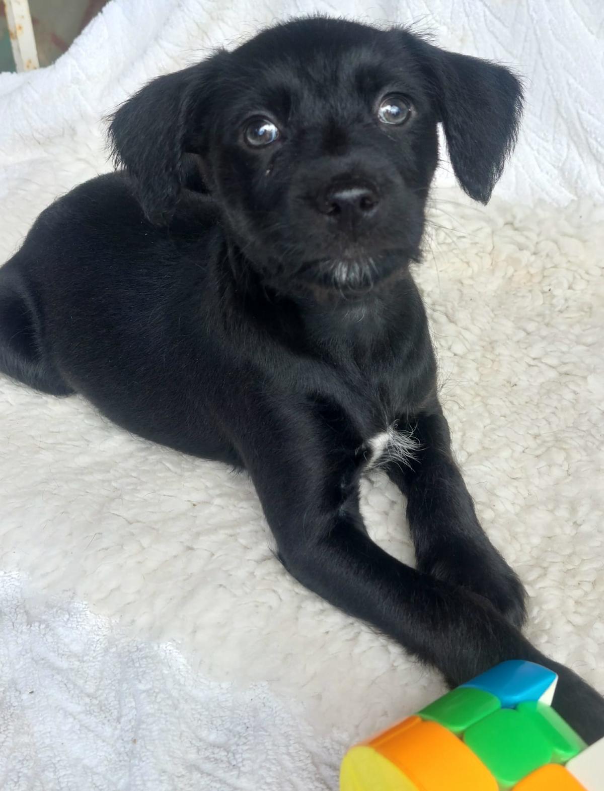 Chilli - PF243A Chilli - PF243A