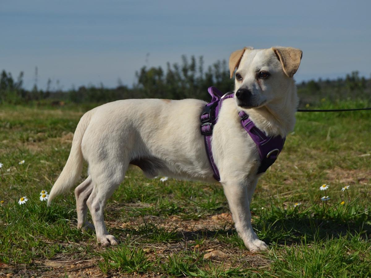 Robert - AM25147LC Robert - AM25147LC