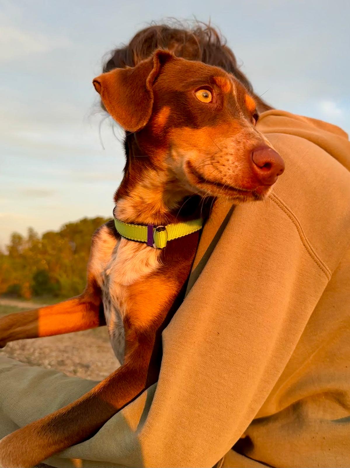 Honey - YM26275LC Honey - YM26275LC