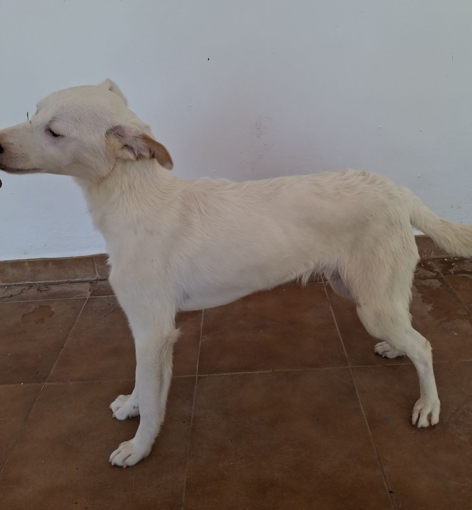 Blanco - YM26305NPLH