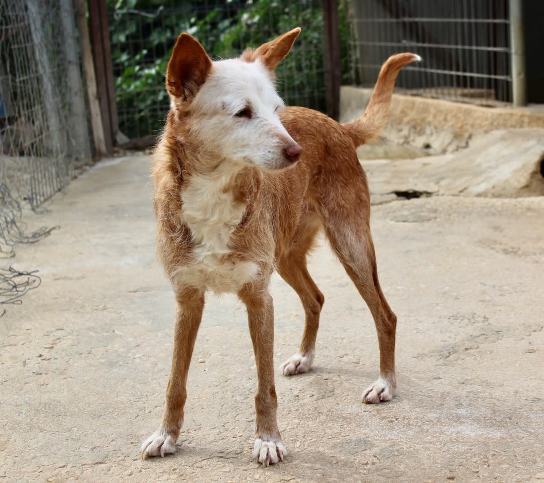 Canija  - AF2464PL Canija  - AF2464PL