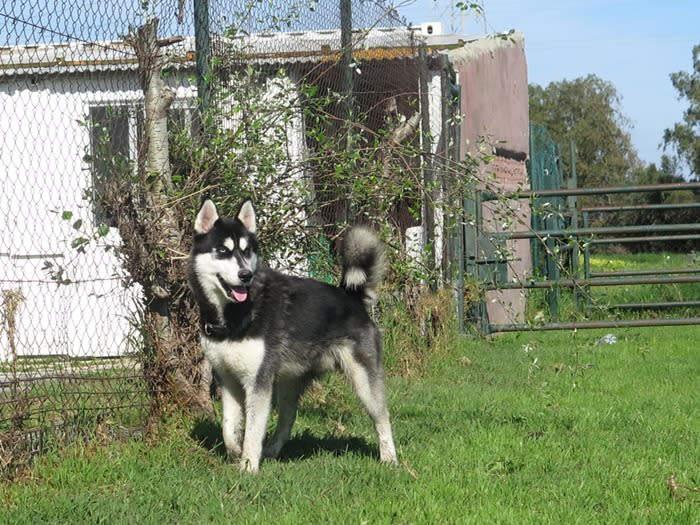 Oreo - AM26282LB Oreo - AM26282LB