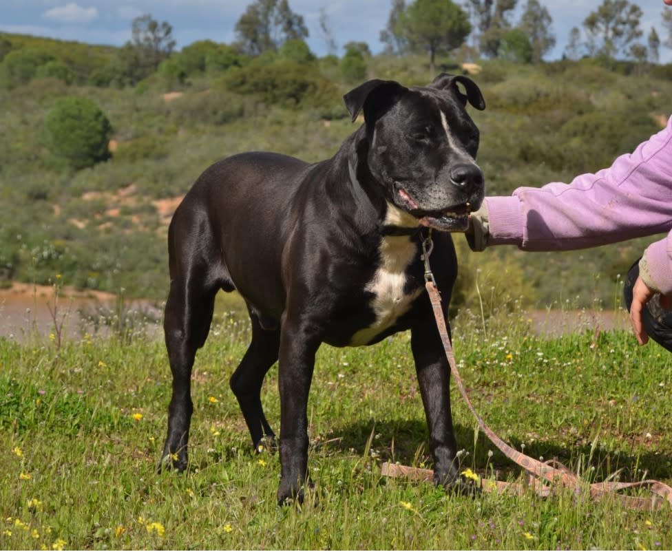 Obby - AM25210 Obby - AM25210