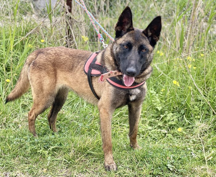 Sabina - AF26285LB Sabina - AF26285LB