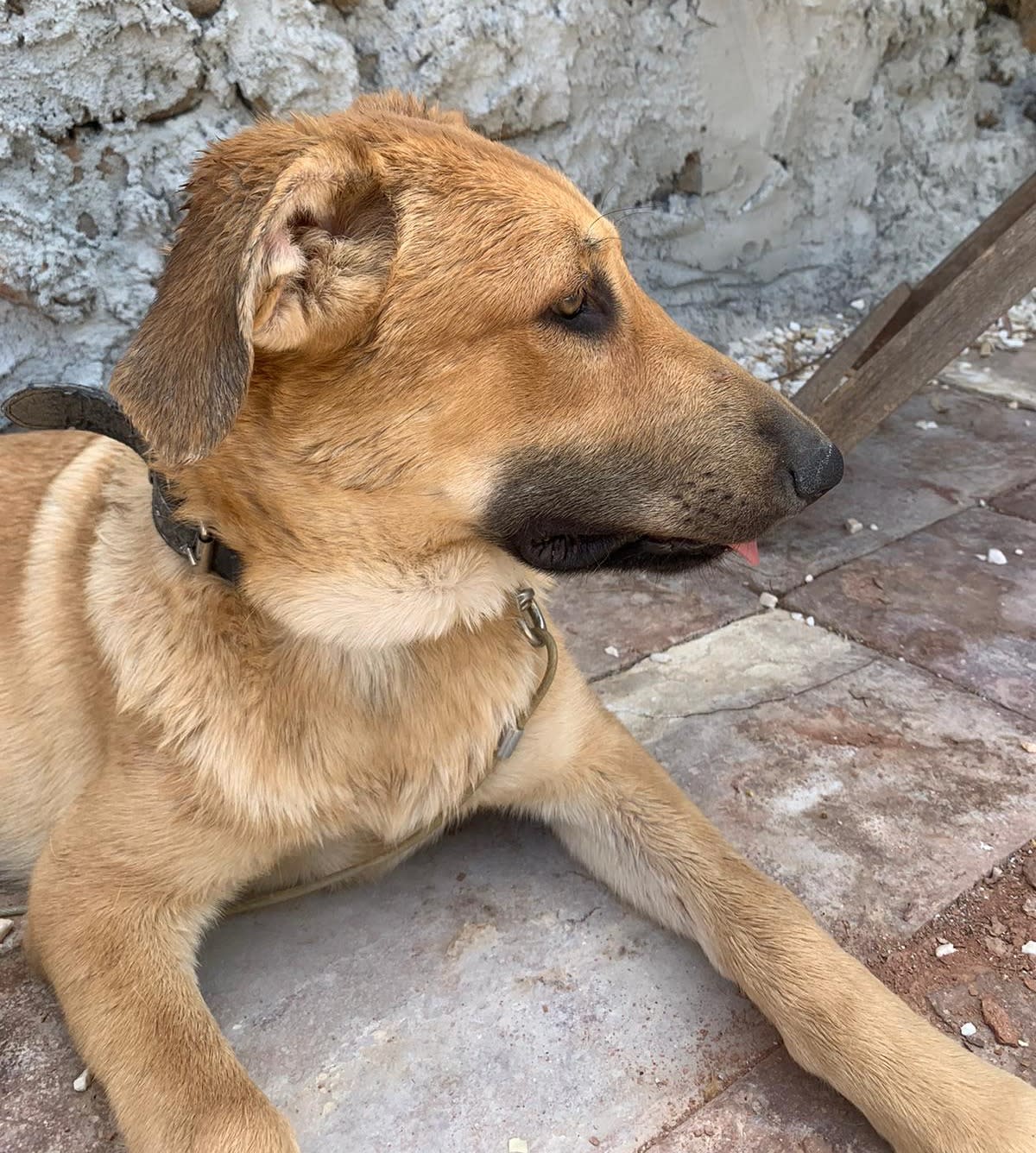 Skye - YF2480 Skye - YF2480