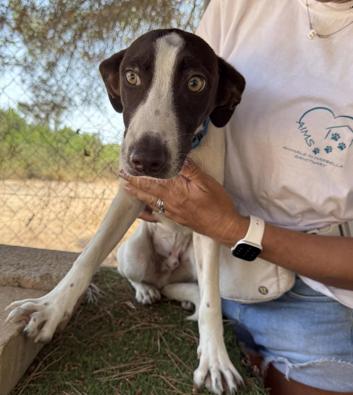 Bentley - YM25198 Bentley - YM25198