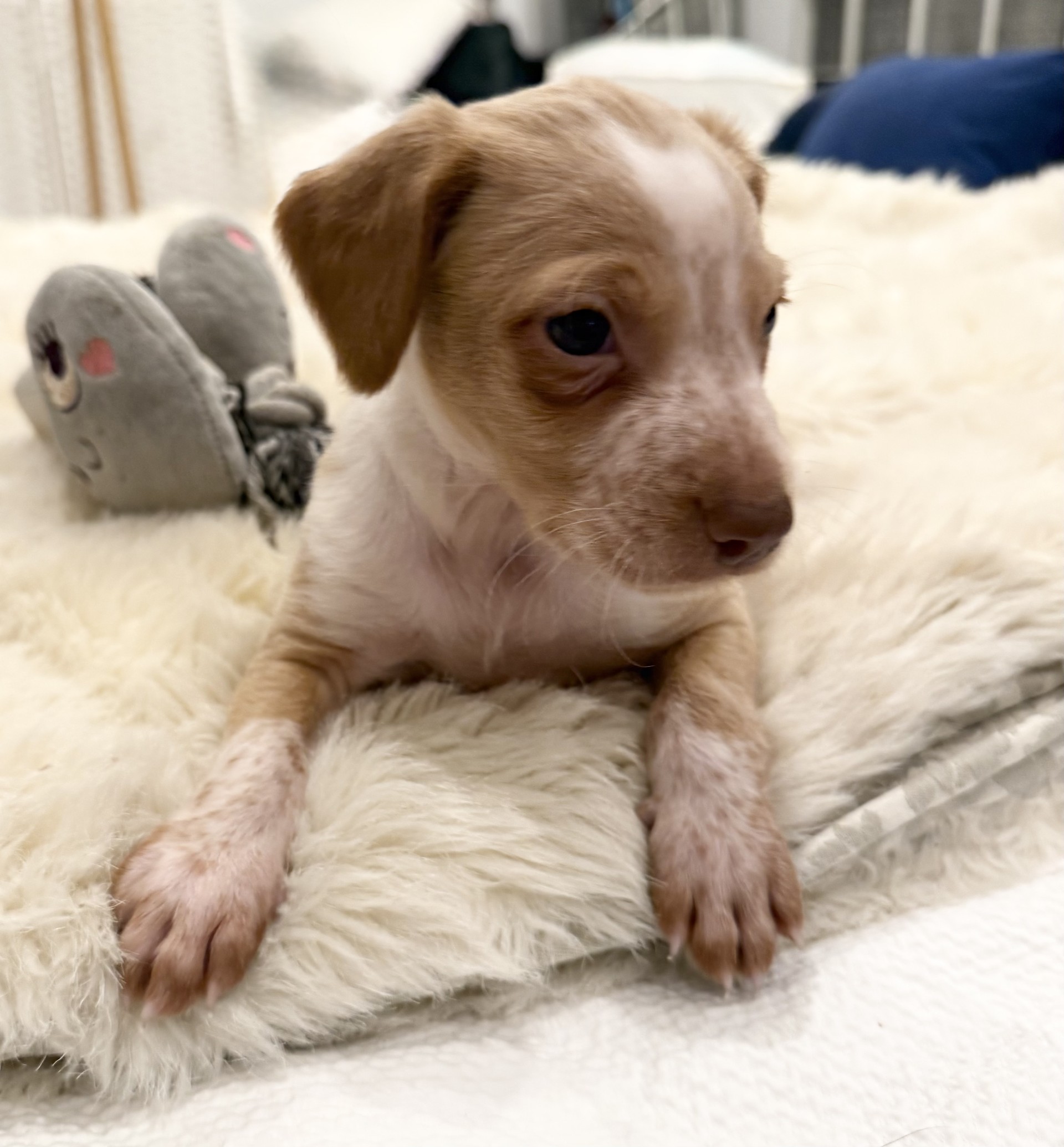 Sheeran  - PM26245TA