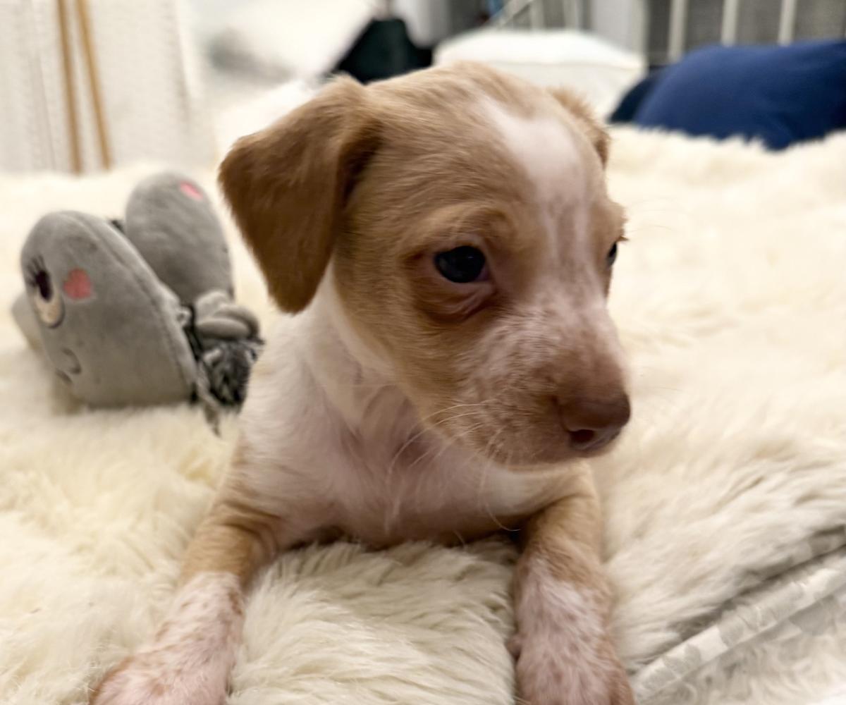 Sheeran - PM26245TA Sheeran - PM26245TA