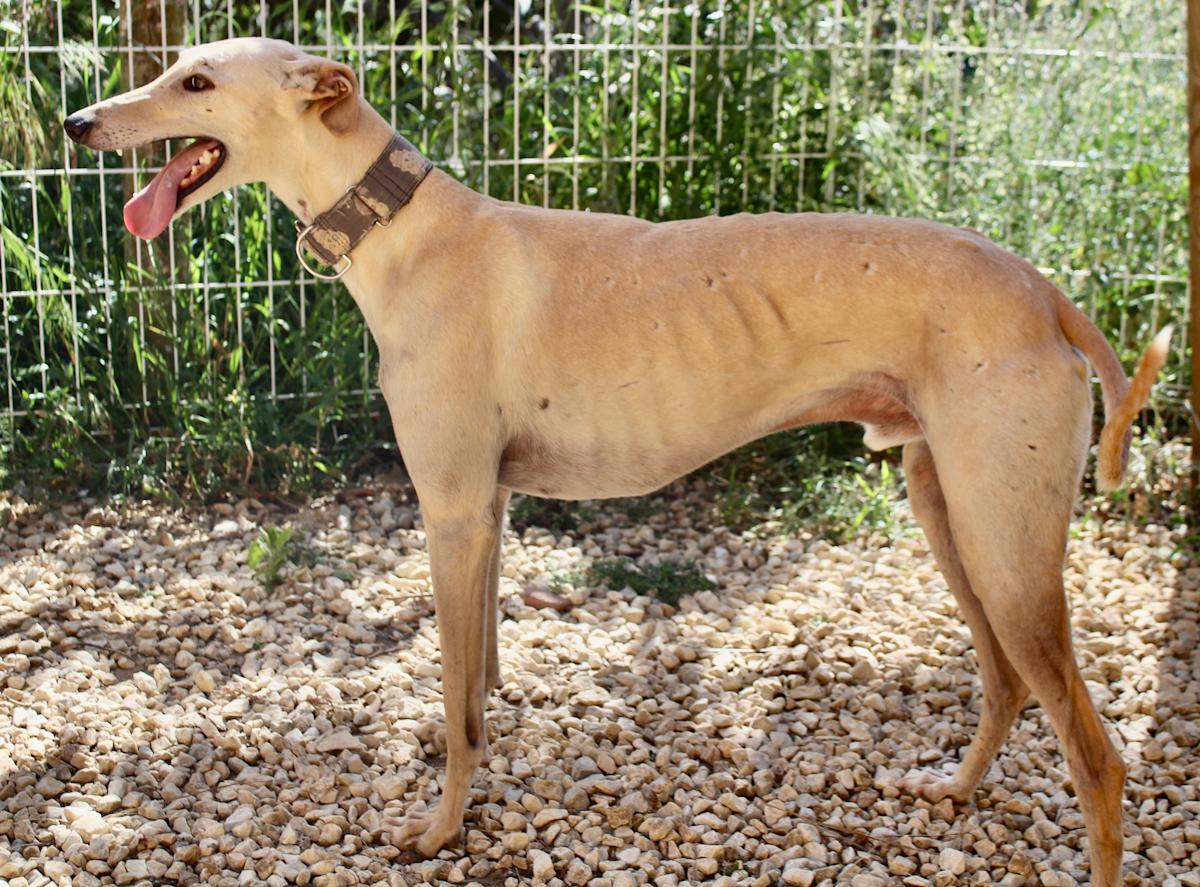 Apolo - AM2448FC Apolo - AM2448FC