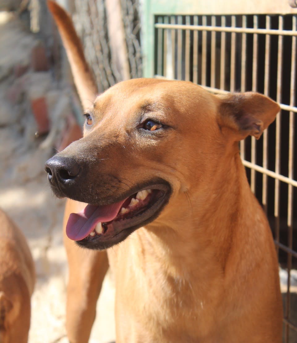 Turner - AM2505PL Turner - AM2505PL