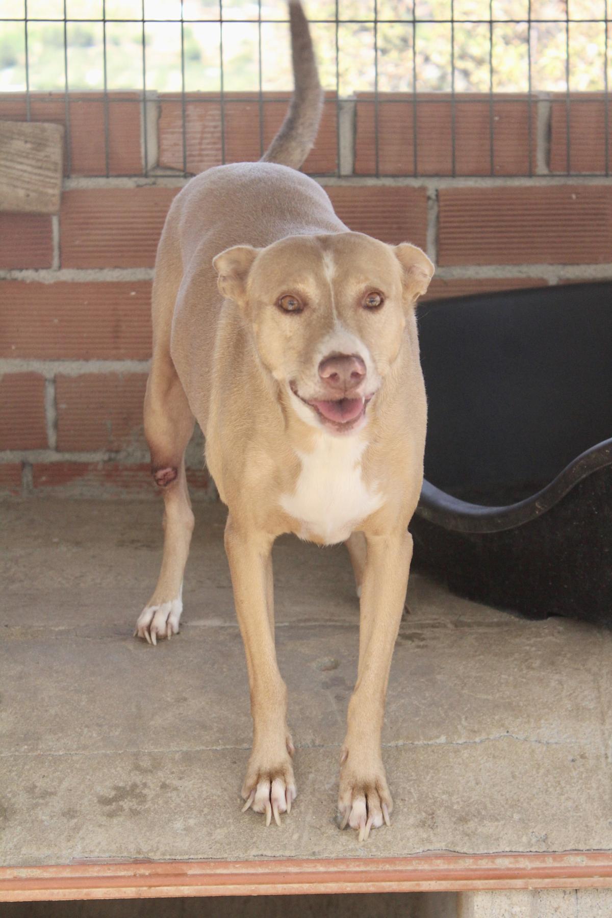 Monty - AM24106PL Monty - AM24106PL