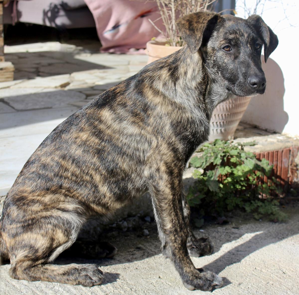 Chloe - PF25114 Chloe - PF25114