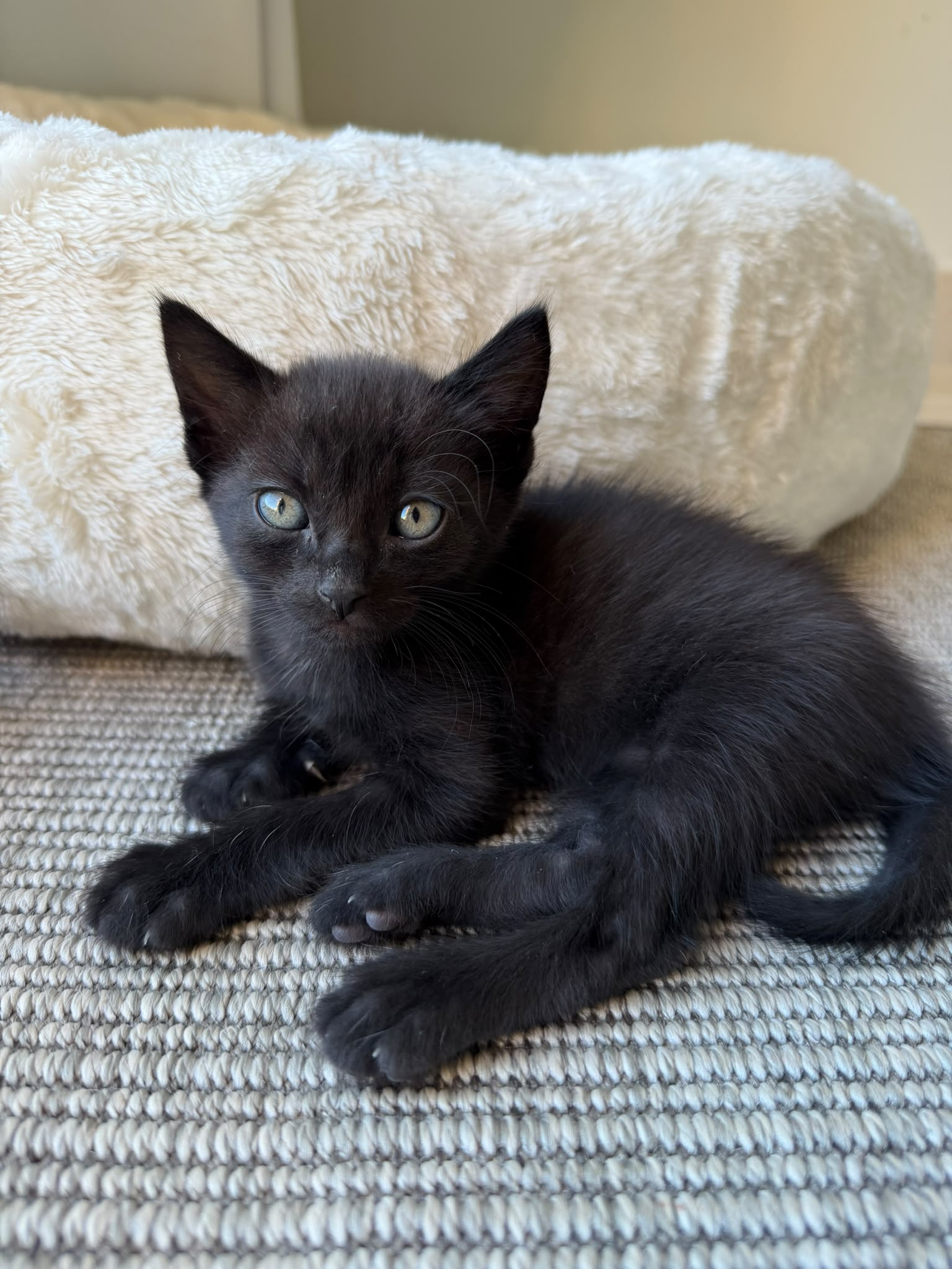 Stormie - G26337