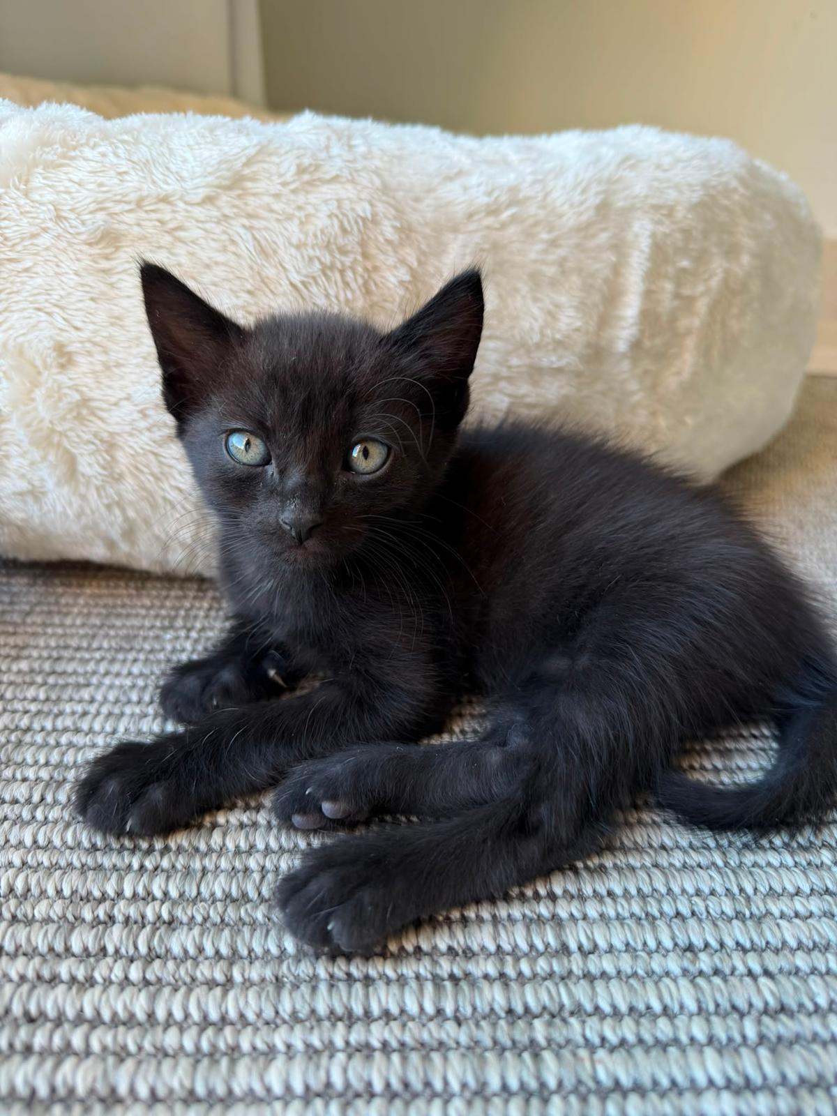 Stormie - G26337 Stormie - G26337