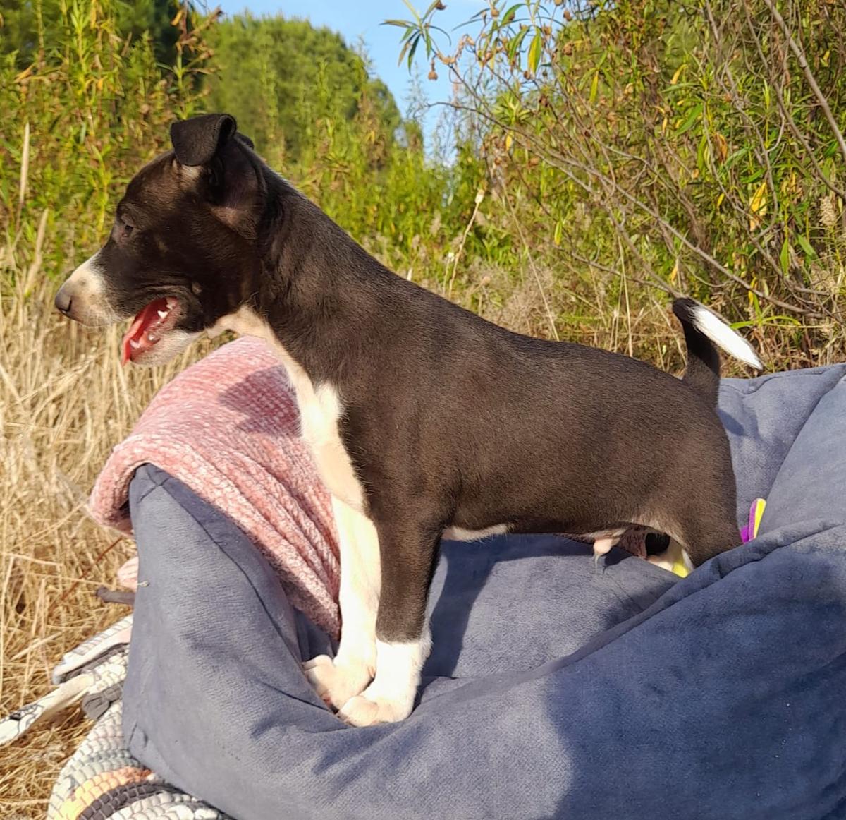 Lolo - PM25178 Lolo - PM25178