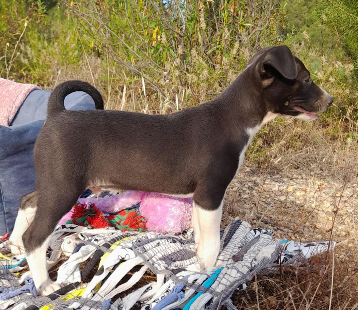 Lolo - PM25178 Lolo - PM25178