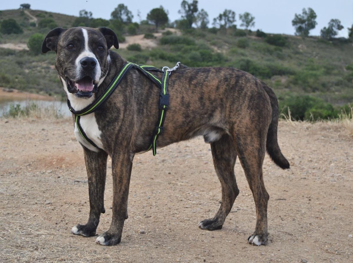 River - AM25183 River - AM25183