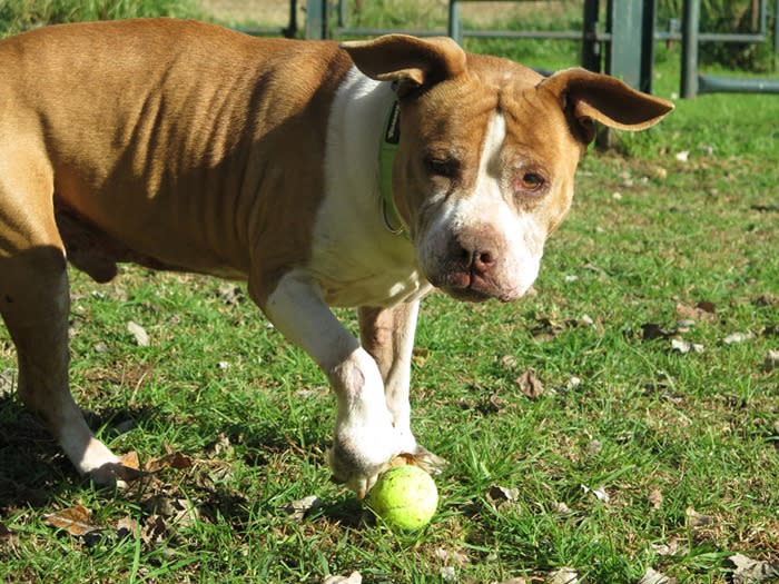 Keny - AM26284LB Keny - AM26284LB