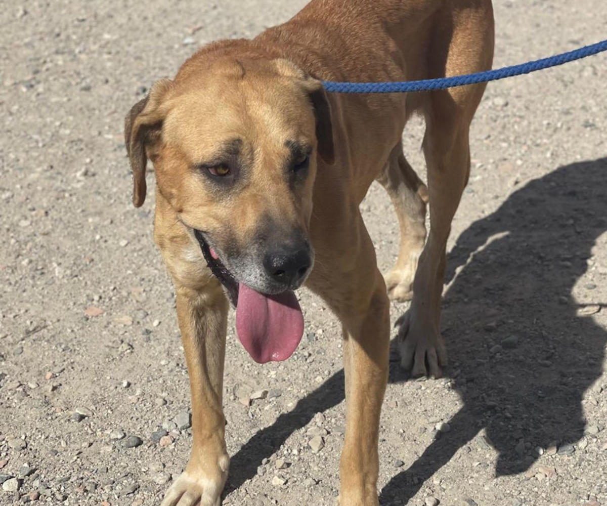 Trinity - AF26258AD Trinity - AF26258AD