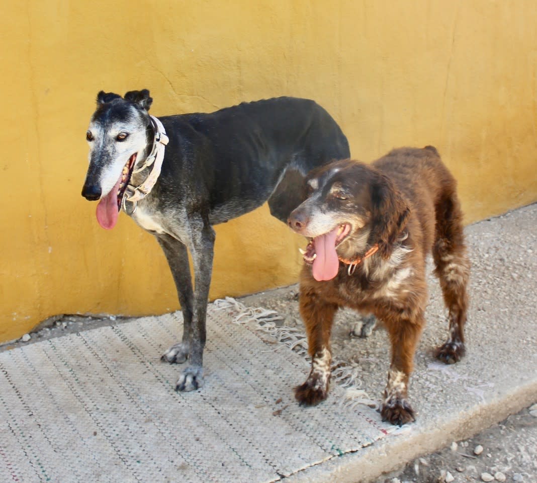 Luz - AF2481FC Luz - AF2481FC