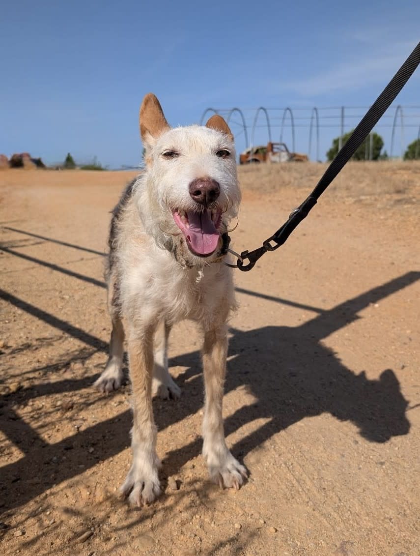 Ria - AF25207 Ria - AF25207