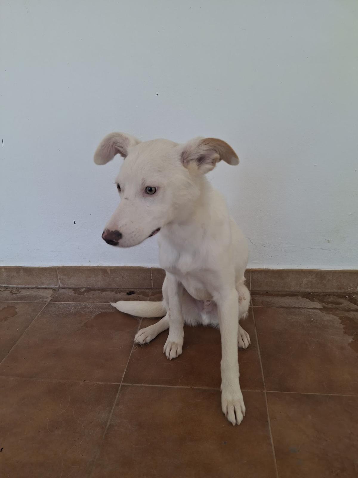 Blanco - YM26305NPLH Blanco - YM26305NPLH